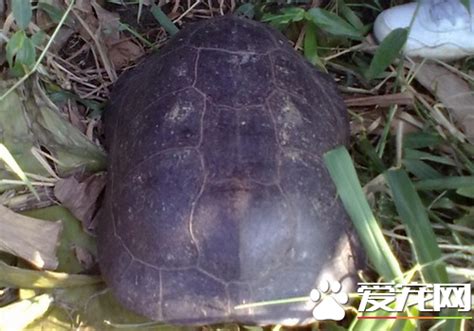 烏龜是冷血動物嗎 屏東九天龍鳳宮